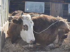 Многодетной семье глава Белогорска подарил корову