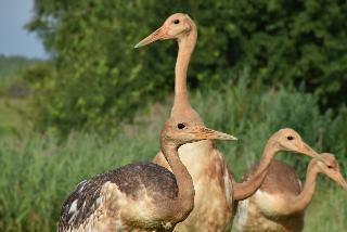 В Хинганском заповеднике восстанавливают популяцию редких видов птиц