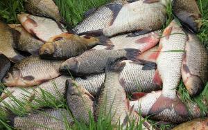 Житель Возжаевки украл 15 килограммов рыбы