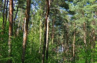 В Приамурье снят режим ЧС в лесах 