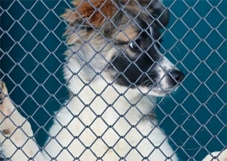 Почти 12 тысяч россиян подписали петицию в защиту собак из концлагеря «Дружок» в Благовещенске
