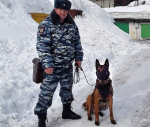 Полицейская овчарка спасла замерзающую в снегу 9-летнюю девочку на Камчатке