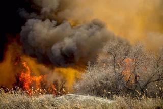 Пожар в Хинганском заповеднике охватил места обитания тигров