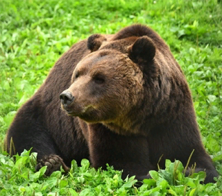 В Туве мужчина откусил язык напавшему на него медведю