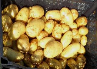 Юные амурчане поборются за тонну семян элитного картофеля