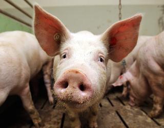Владельцев свиней в Белогорске предупреждают об африканской чуме