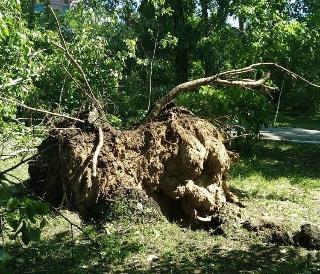 После шторма в Белогорске вывезли более 200 куб.м. фрагментов деревьев 