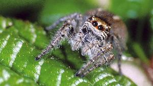 Ученые нашли вымерший вид хвостатых пауков