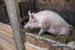 Поголовье свиней в Приамурье сократилось более чем на треть