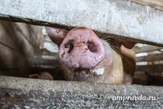 В двух селах Архаринского района обнаружена африканская чума свиней