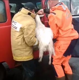 Спасатели эвакуируют животных в Белогорске 