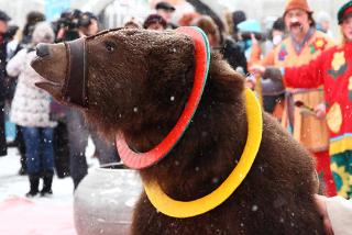 Участников сельскохозяйственной ярмарки в Белогорске будет развлекать медведь