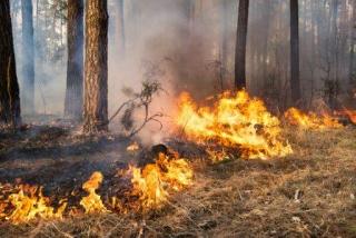 В Амурской области зафиксированы  первые лесные пожары