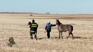 Амурские пожарные приняли роды у попавшей в канаву лошади
