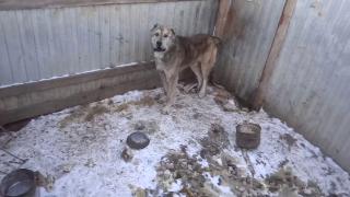 Лечение собак из приюта в Чигирях амурское управление ветеринарии возьмет на себя
