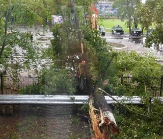 Кратковременный ливень с градом повалил в Белогорске деревья